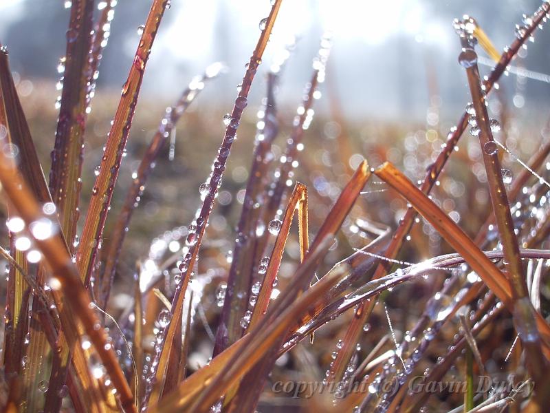 Blades of grass, Morning, University of New England IMGP3867.JPG